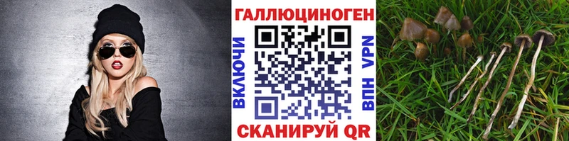 Купить  Унеча  Псилоцибиновые грибы Psilocybe 